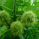Before the Alien Brains ripen and fall, they look like hairy green shrunken heads. Because of course they do.